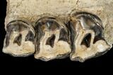 Running Rhino (Hyracodon) Jaw Section - South Dakota #113157-4